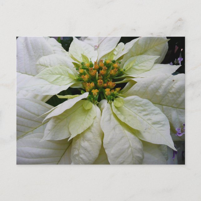 White Poinsettia Elegant Christmas Holiday Floral Postcard (Front)
