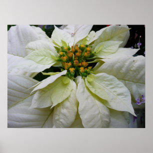White Poinsettia Elegant Christmas Holiday Floral Poster