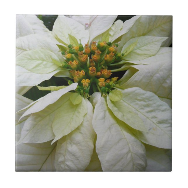 White Poinsettia Elegant Christmas Holiday Floral Tile (Front)