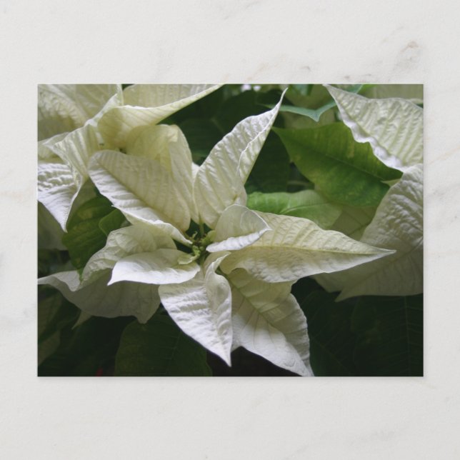 White Poinsettia Green Holiday Christmas (Front)