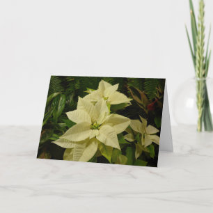 White Poinsettia Holiday Card