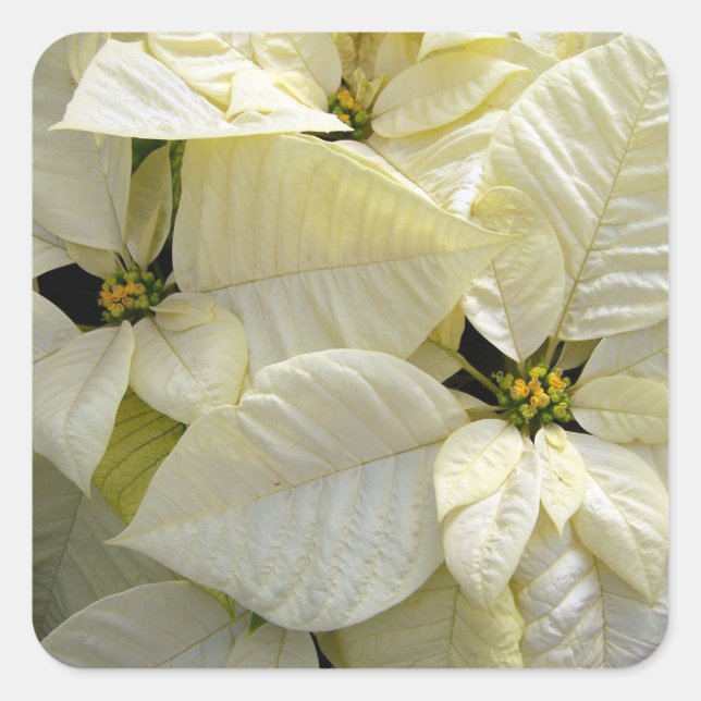 White Poinsettia Square Sticker (Front)