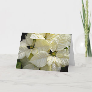 White Poinsettias Holiday Card