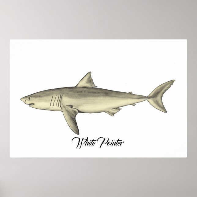 White Pointer Shark Poster (Front)