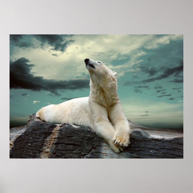 White Polar Bear Hunter on rock Poster (Front)