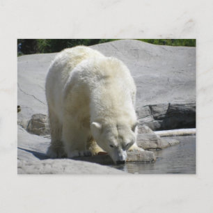 white polar bear postcard