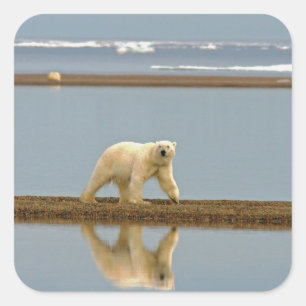 White Polar Bear Square Sticker