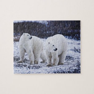 White Polar Bears Jigsaw Puzzle