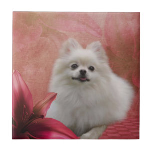 White Pomeranian Dog Flowers Animal Tile