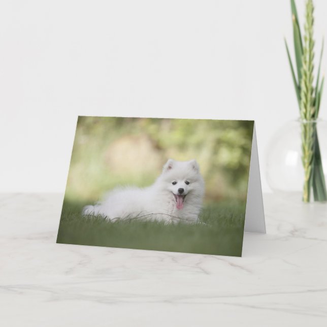White Pomeranian Dog Happy Birthday Card (Front)