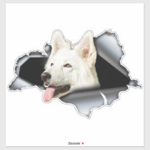 White Pomeranian sticker, car decal, Pomeranian