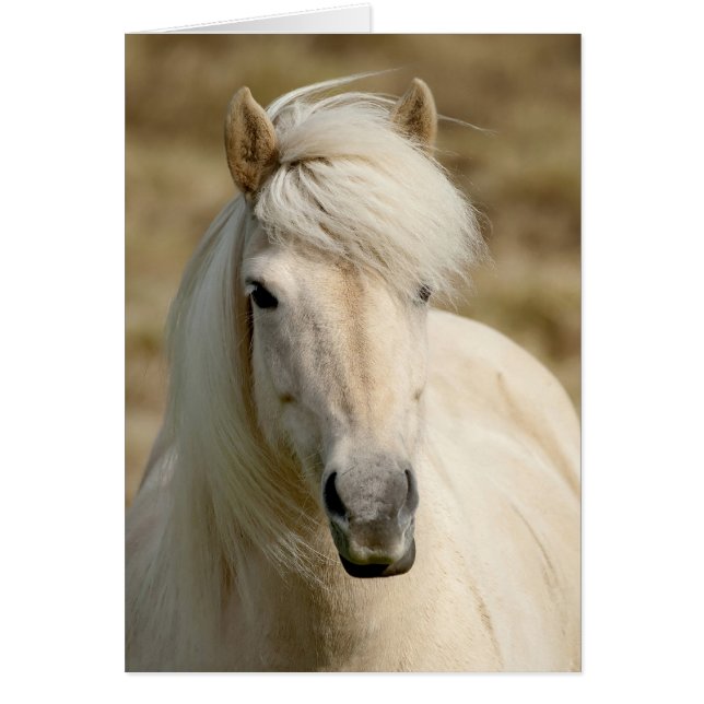 White Pony (Front)