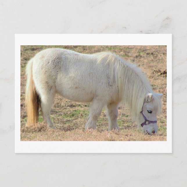 White Pony Postcard (Front)