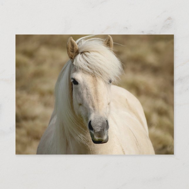 White Pony Postcard (Front)