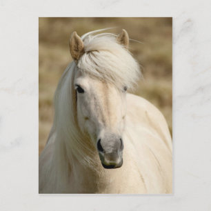 White Pony Postcard