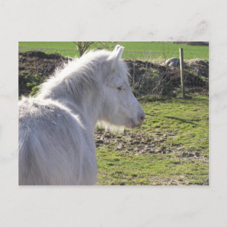 White Pony Postcard