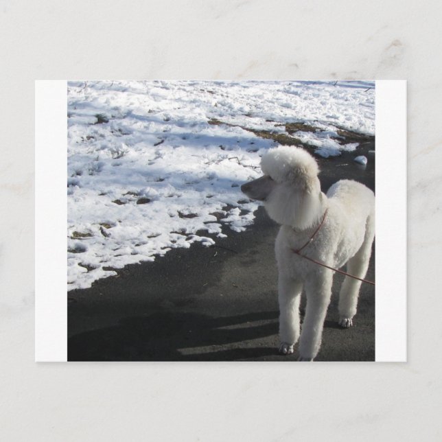White Poodle by the Snow Postcard (Front)