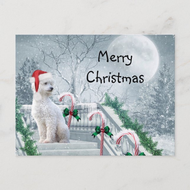 White Poodle Christmas Postcard (Front)
