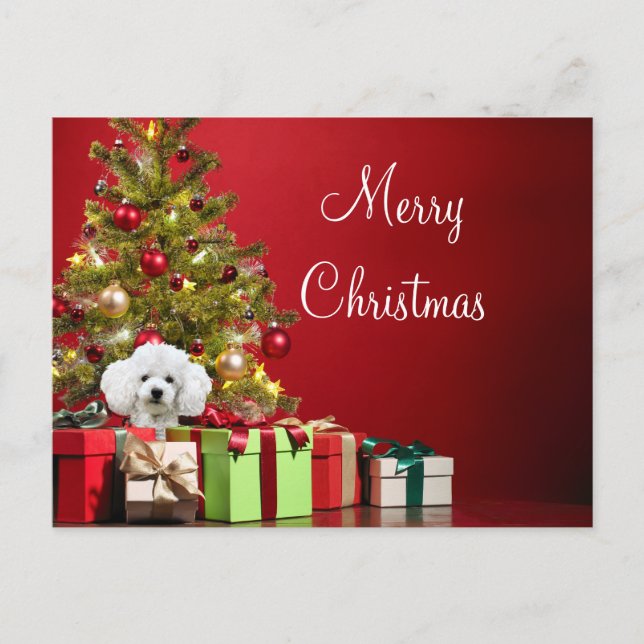 White Poodle Christmas Postcard (Front)