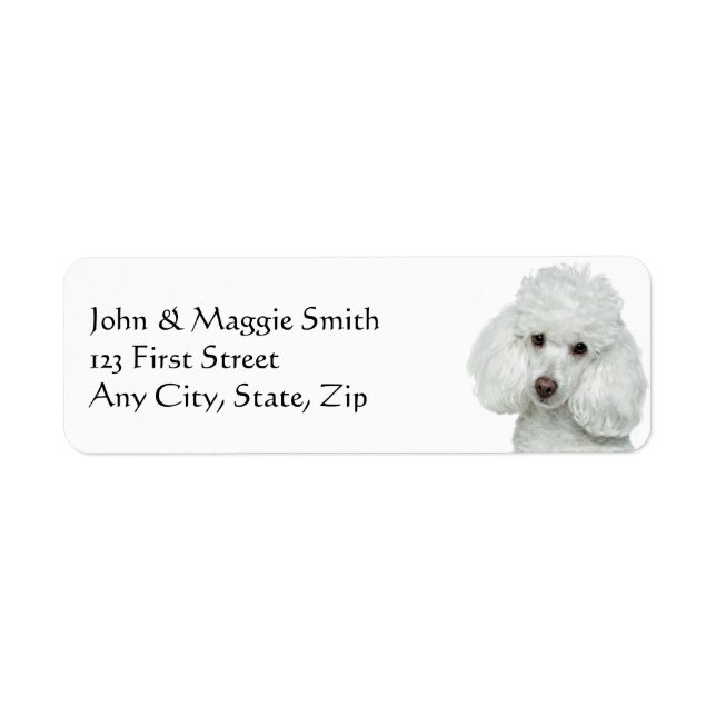 White Poodle Dog Pet Animal (Front)