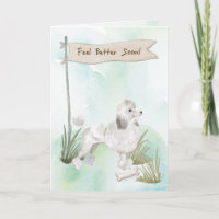 White Poodle Feel Better After Surgery to Dog