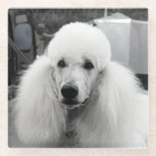 White poodle glass coaster