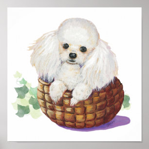 White Poodle Puppy in a Basket Art Print