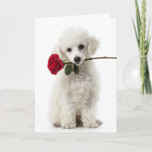 White Poodle Puppy Valentine – Sweet Love Card