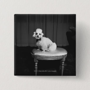 White poodle sitting on stool B&W 15 Cm Square Badge