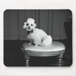 White poodle sitting on stool B&W Mouse Mat