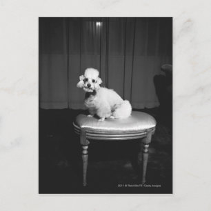 White poodle sitting on stool B&W Postcard