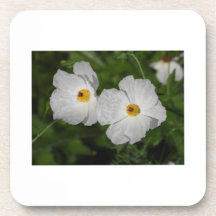 White Poppies Botanical Flower