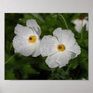 White Poppies Botanical Flower Photography Poster