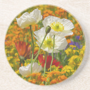 White poppies growing around the colourful flowers coaster