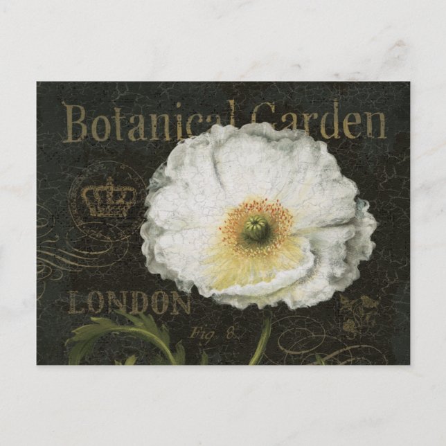White Poppy Blossom Postcard (Front)