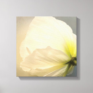 White Poppy  Canvas Print