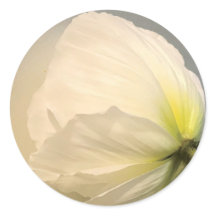 White Poppy 