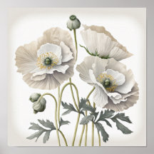White Poppy Flowers Art Print Poster
