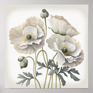 White Poppy Flowers Art Print Poster