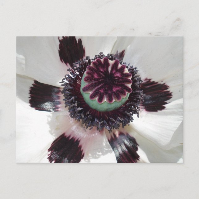 White poppy postcard (Front)