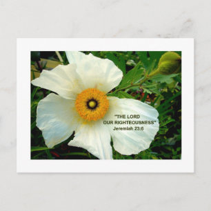 WHITE POPPY Postcard
