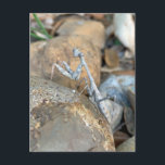 White Praying Mantis Photograph Postcard<br><div class="desc">Beautiful white praying mantis on a rock outside in nature captured after a moult in Texas. A cool insect photograph of a lovely mantid.</div>