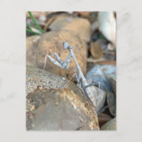 White Praying Mantis Photograph