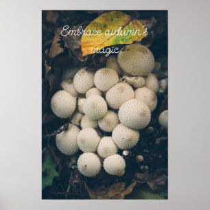 White puffball mushrooms among autumn leaves poster