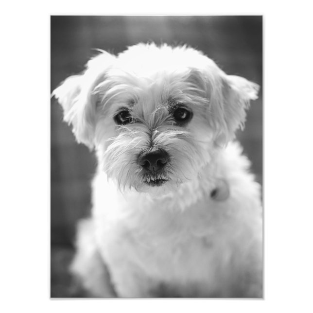 White Puppy Dog - Good Morning! Photo Print (Front)