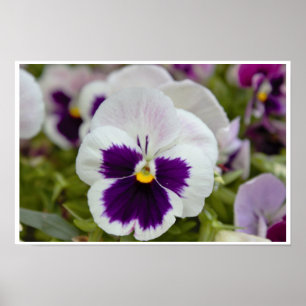 White Purple Pansy Photo Poster