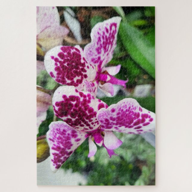White-Purple Phalaenopsis, Moth Orchids Jigsaw Puzzle (Vertical)