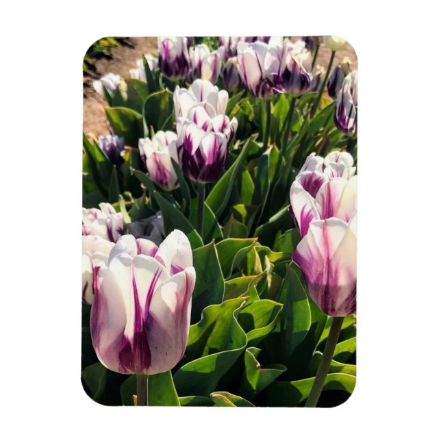 White & Purple Stripe Tulips Magnet (Vertical)