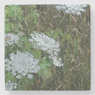 White Queen Anne’s Lace Wild Flower Stone Coaster