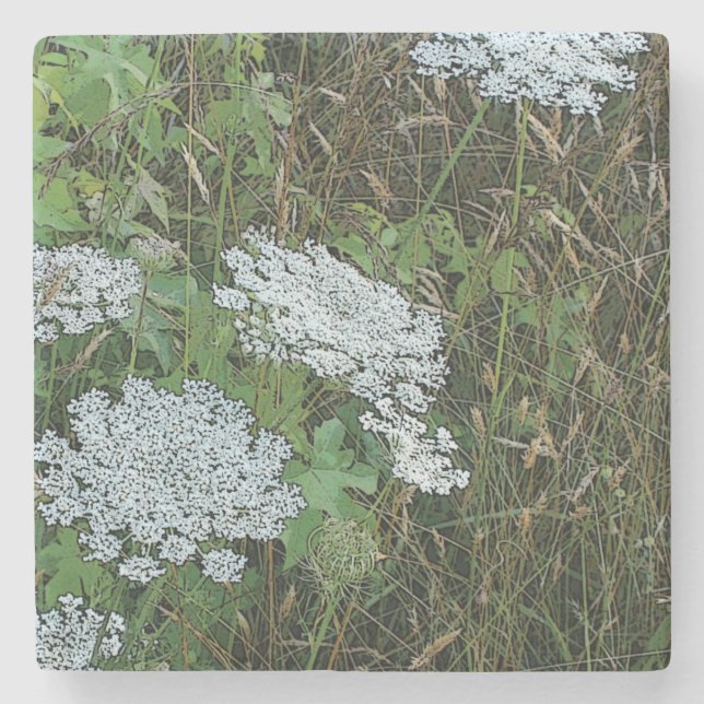 White Queen Anne’s Lace Wild Flower Stone Coaster (Front)